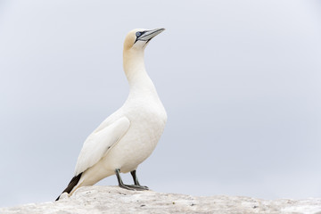 Northern Gannet (Morus bassanus) standing on rock of coastal cliff, Great Saltee, Saltee Islands, Ireland.