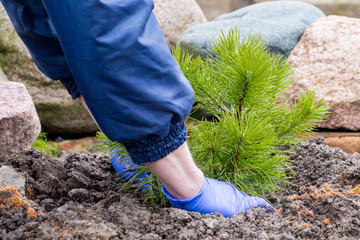 Garden worker plants a young pine