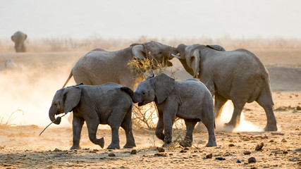 Baby elephants escaping from tussling adult elephants
