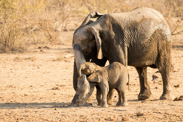 Mother and baby elephant rubbing on a dead tree stump