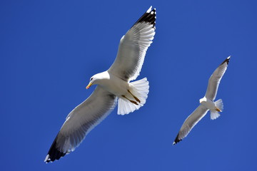 two seagulls in nice position