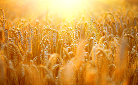 Wheat field. Ears of golden wheat closeup. Harvest concept