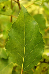 Green poplar leaf texture closeup
