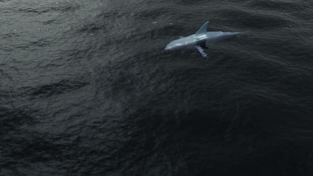 4K Animation of Shark in the Sea. 3D Rendering