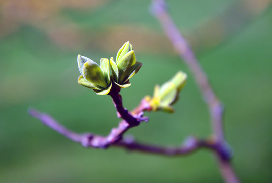 Close Up of Beautiful Opening Bud in spring