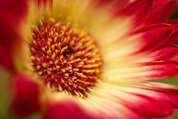 African daisy flower red and white petals close up 