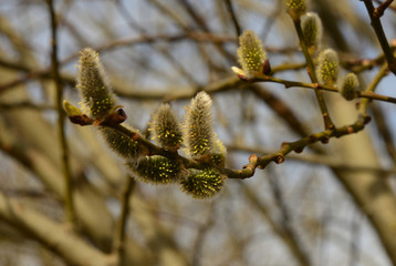 Веточка весной.
