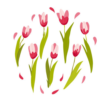 Vector flat illustration of spring flowers isolated on white background. Pink tulips with petals and leaves. Cartoon style. Good for holiday banner, poster, placard, wedding invitation, card design.