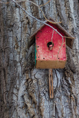 Spring. Red birdhouse in a tree. The birds flew. Nest for birds. House for birds with their hands. 