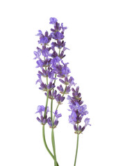 Naklejka premium Few sprigs of lavender isolated on white background.