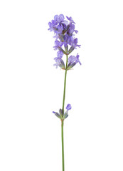 Naklejka na ściany i meble Sprig of lavender isolated on white background