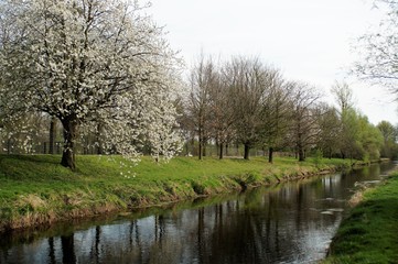Fototapeta na wymiar Baumblüte und Frühlingserwachen am Niersufer