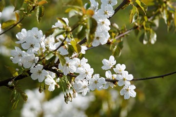 Kirschblüte
