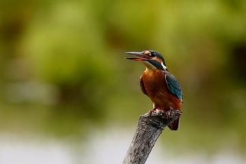 kingfisher