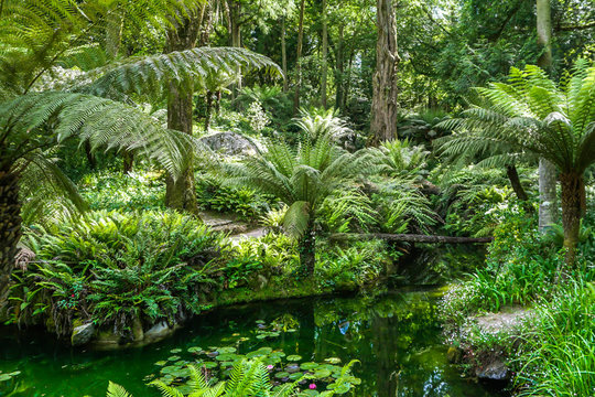 Fototapeta tropical forest Portugal