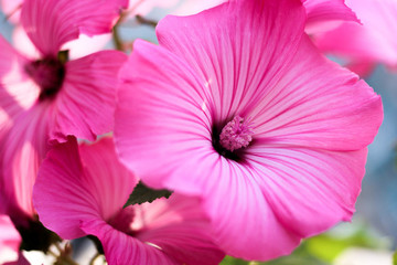 pink flower, flower closeup, Petunia, pink petals