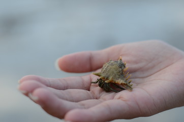 Obraz premium hermit crab, shell, hermit shell, nature, beach 