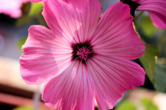 pink flower, flower closeup, Petunia, pink petals