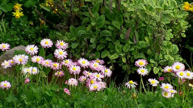 Im Fr&uuml;hlingswind zittern die G&auml;nsebl&uuml;mchen