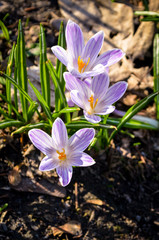purple colored crocus flower