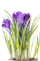 blue spring crocus flowers on a white background in studio
