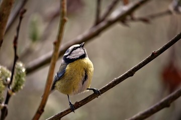 Titmouse
