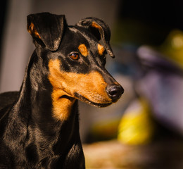 German pinscher