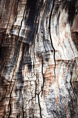 old tree stump tree without bark