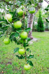 Close Up - green apples on the tree.