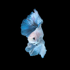 Blue betta fish