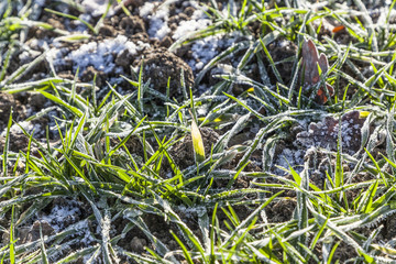 frozen leaves at the field
