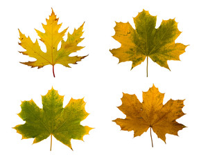 Set the autumn maple branch with leaves isolated