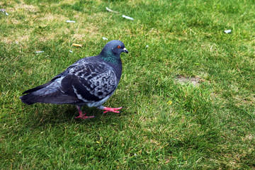 Blue bird