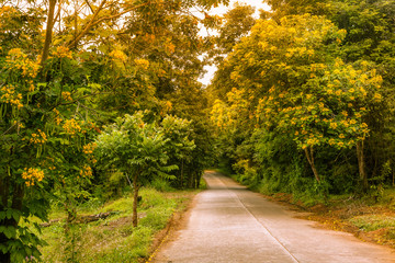 Fototapeta premium Concrete path pass through yellow blossom tree garden with sun light shine through leaves.