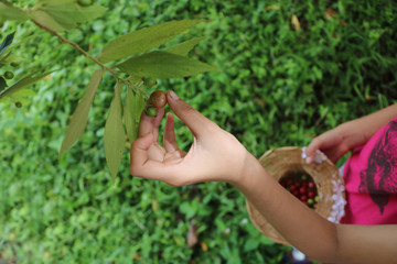 Naklejka na ściany i meble Hands are harvested fruit in the garden. 