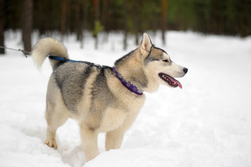 Siberian husky dog closeup portrait