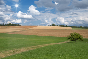 Wiese mit Weg und Baum und braune, teils bereits abgeerntete Felder in hügeliger Landschaft im Sommer 