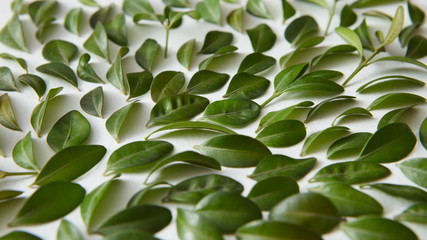 Fresh green leaves background