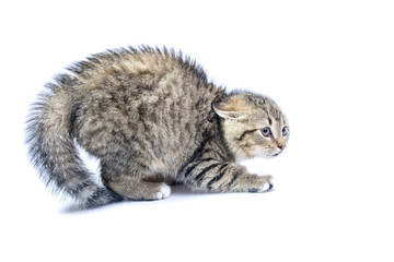 Frightened isolated cat 