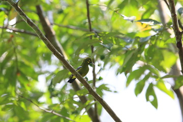 Green iora (Aegithina viridissima) in Sabah, Borneo