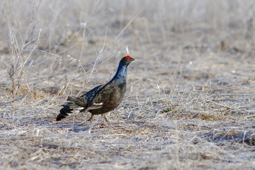 beautiful black grouse