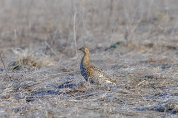 partridge walks in the fields