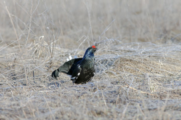 beautiful black grouse