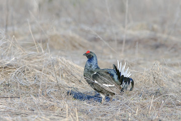 beautiful black grouse