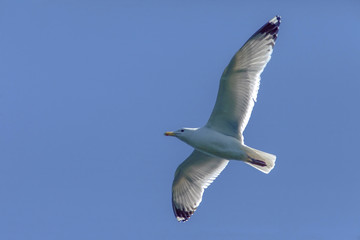 white Seagull in flight