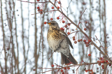  Fieldfare sitting in a tree