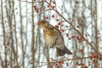  Fieldfare sitting in a tree
