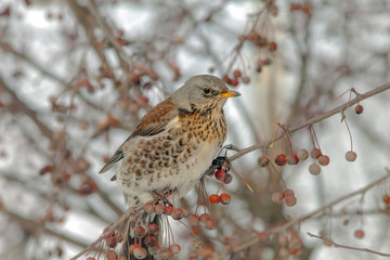  Fieldfare sitting in a tree