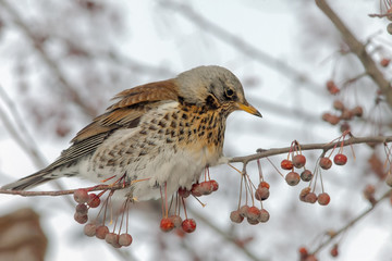  Fieldfare sitting in a tree