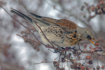  Fieldfare sitting in a tree